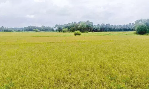 മഴയില്ല; മനം കറുത്ത് വെഞ്ചാലിയിലെ കർഷകർ