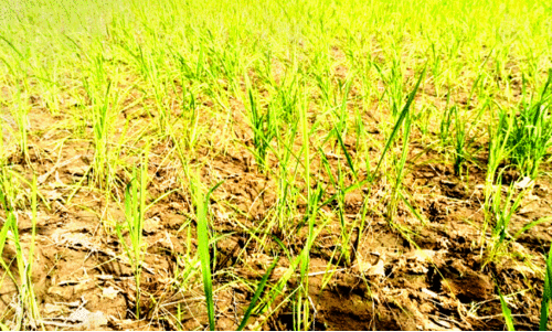 വാഗ്ദാനങ്ങൾ പാലിക്കപ്പെടുന്നില്ല; വെള്ളം കിട്ടാതെ കൃഷിയിടങ്ങൾ വാഗ്ദാനങ്ങൾ പാലിക്കപ്പെടുന്നില്ല; വെള്ളം കിട്ടാതെ കൃഷിയിടങ്ങൾ