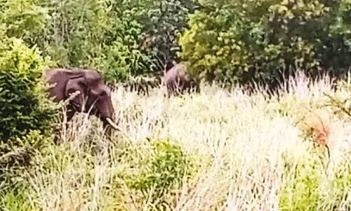 പകൽ സമയത്തും കൃഷി നശിപ്പിച്ച് കാട്ടാനക്കൂട്ടം