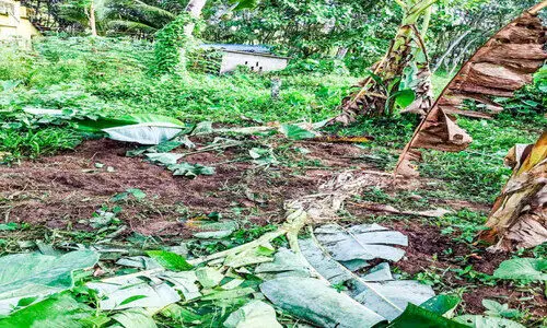 കാട്ടുപന്നി ശല്യം രൂക്ഷം; കർഷകർ വലയുന്നു