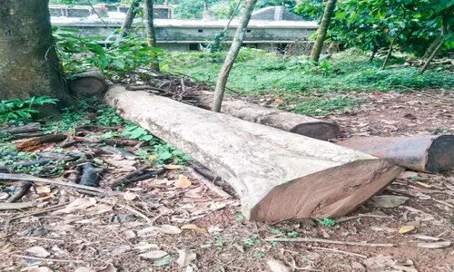 കർഷകന്‍റെ കാര്യം കട്ടപ്പുക; മുറിച്ചപ്പോഴാണ്​​ അറിയുന്നത്, മരം നട്ടത്​ വിനയായെന്ന്​​