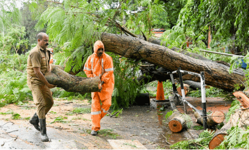 കാറ്റും മഴയും പലയിടങ്ങളിലും   മരം വീണു