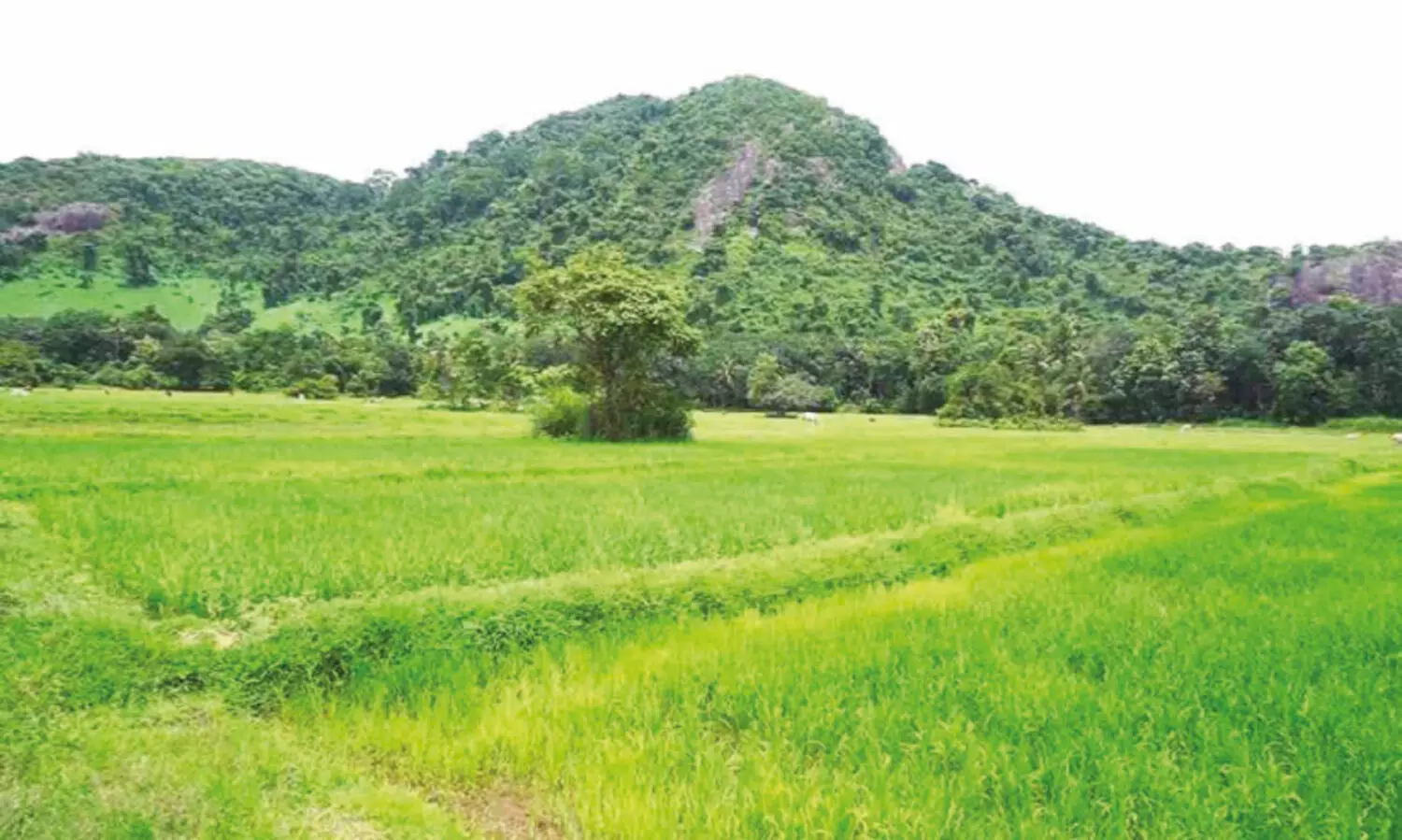 മ​ഴ പെ​യ്തു; ക​ര്‍ഷ​ക  പ്ര​തീ​ക്ഷ​ക​ള്‍ നാ​മ്പെ​ടു​ക്കു​ന്നു