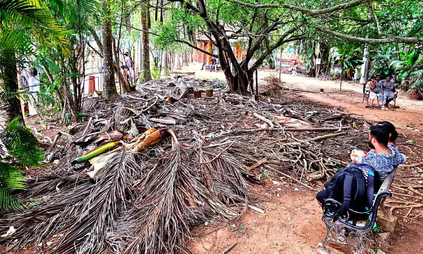 കരിഞ്ഞുണങ്ങി നഗരത്തിലെ പച്ചത്തുരുത്ത്