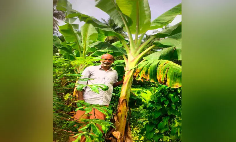 കൃഷിയിൽ നിശ്ശബ്ദ വിപ്ലവം സൃഷ്ടിച്ച് റിട്ട. അധ്യാപകൻ കൃഷിയിൽ നിശ്ശബ്ദ വിപ്ലവം സൃഷ്ടിച്ച് റിട്ട. അധ്യാപകൻ