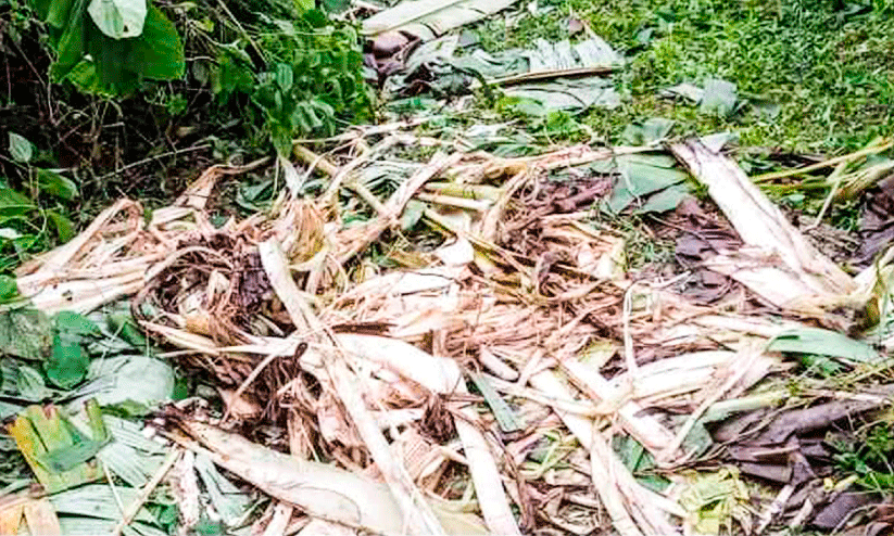 കണ്ണിമലയിൽ വീണ്ടും കാട്ടാന ശല്യം