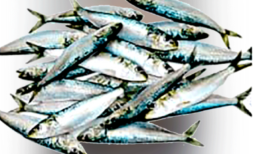 വേമ്പനാട്ടുകായലിൽ മത്സ്യസമ്പത്ത് കുറയുന്നു വേമ്പനാട്ടുകായലിൽ മത്സ്യസമ്പത്ത് കുറയുന്നു