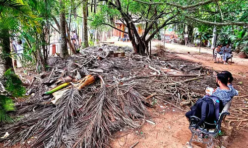 കരിഞ്ഞുണങ്ങി നഗരത്തിലെ പച്ചത്തുരുത്ത്