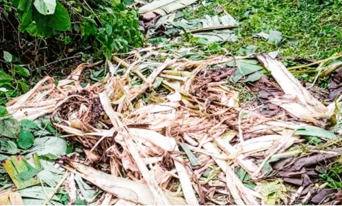 കണ്ണിമലയിൽ വീണ്ടും കാട്ടാന ശല്യം