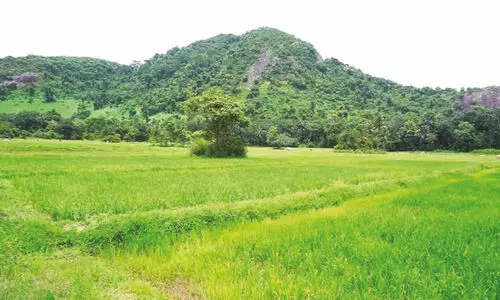 മ​ഴ പെ​യ്തു; ക​ര്‍ഷ​ക  പ്ര​തീ​ക്ഷ​ക​ള്‍ നാ​മ്പെ​ടു​ക്കു​ന്നു