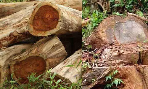 മുട്ടിൽ മരംമുറി കേസ്: അന്വേഷണ ചുമതലയിൽനിന്ന് മാറ്റില്ലെന്ന് ബെന്നിയോട് ഡി.ജി.പി