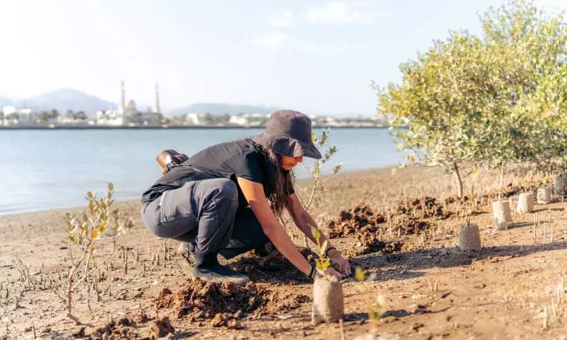 അബൂദബിയിൽ പരിസ്ഥിതി വകുപ്പിന്റെ നേതൃത്വത്തിൽ കണ്ടൽചെടി നടുന്നു അബൂദബിയിൽ പരിസ്ഥിതി വകുപ്പിന്റെ നേതൃത്വത്തിൽ കണ്ടൽചെടി നടുന്നു