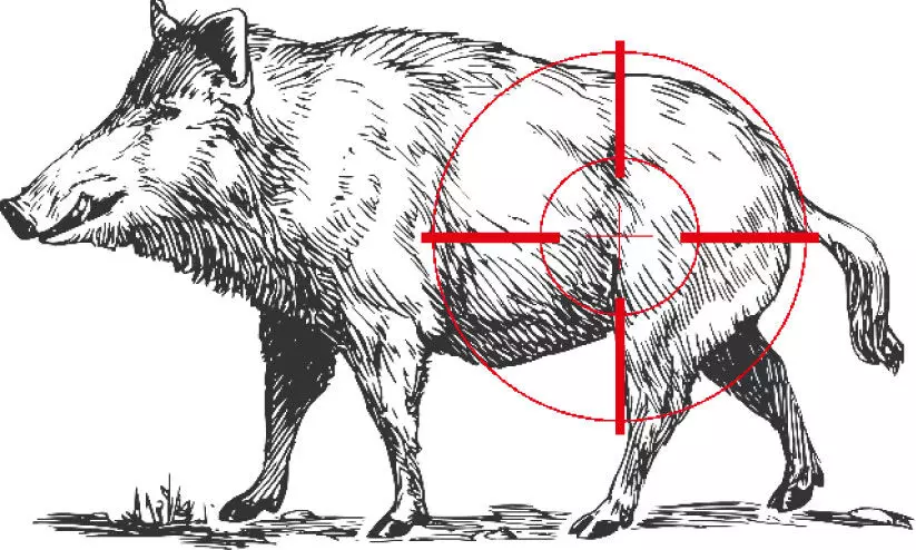നെൽകൃഷി നശിപ്പിക്കൽ ; പന്നിയെ വെടിവെക്കൽ കർഷകരുടെ ചെലവിൽ നെൽകൃഷി നശിപ്പിക്കൽ ; പന്നിയെ വെടിവെക്കൽ കർഷകരുടെ ചെലവിൽ