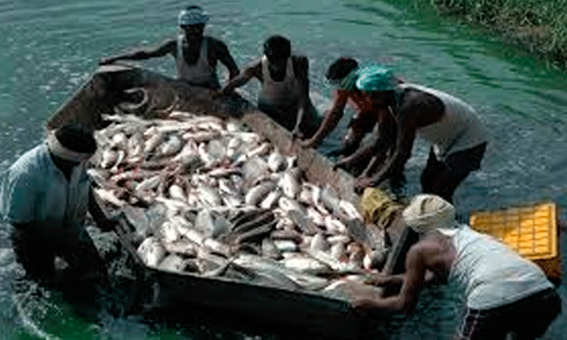 ഉ​ൾ​നാ​ട​ൻ മ​ത്സ്യ​കൃഷി​യി​ൽ  നൂ​ത​ന പ​ദ്ധ​തി​ക​ളു​മാ​യി  ഫി​ഷ​റീ​സ് വ​കു​പ്പ്