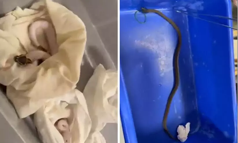 ബാഗിൽ 12 പെരുമ്പാമ്പുകളുമായി യാത്രക്കാരൻ വിമാനത്താവളത്തിൽ പിടിയിൽ