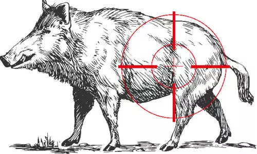 നെ​ൽ​കൃ​ഷി ന​ശി​പ്പി​ക്ക​ൽ ; പ​ന്നി​യെ വെ​ടി​വെ​ക്ക​ൽ  ക​ർ​ഷ​ക​രു​ടെ ചെ​ല​വി​ൽ