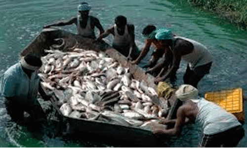 ഉ​ൾ​നാ​ട​ൻ മ​ത്സ്യ​കൃഷി​യി​ൽ  നൂ​ത​ന പ​ദ്ധ​തി​ക​ളു​മാ​യി  ഫി​ഷ​റീ​സ് വ​കു​പ്പ്