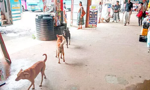 ബസ്​സ്റ്റാൻഡിലേക്കാണോ  കടിയേൽക്കാതെ സൂക്ഷിക്കുക...!