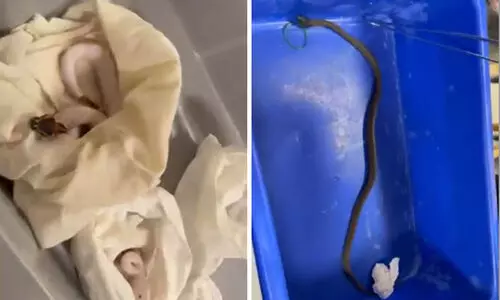 ബാഗിൽ 12 പെരുമ്പാമ്പുകളുമായി യാത്രക്കാരൻ വിമാനത്താവളത്തിൽ പിടിയിൽ