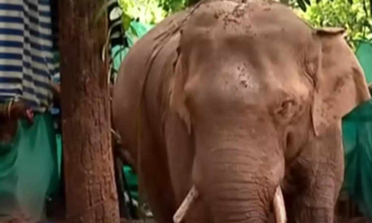 ഏഴര മാസത്തിനുശേഷം പി.ടി-7 കൂടിന് പുറത്ത്