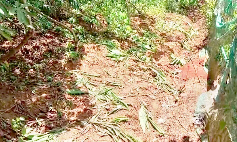 കാർഷിക വിളകൾ മോഷ്ടിക്കുന്ന സംഘങ്ങൾ സജീവം കാർഷിക വിളകൾ മോഷ്ടിക്കുന്ന സംഘങ്ങൾ സജീവം