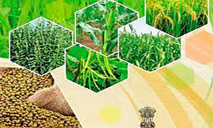 ഇടുക്കി ജില്ലയിൽ പരക്കെ മഴ; കാർഷിക മേഖലയിൽ ഉണർവ്