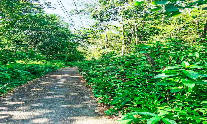 കാടും പടലും മൂടി ഇടമുറി മലയാറ്റുപടി-അമ്പലംപടി റോഡ് കാടും പടലും മൂടി ഇടമുറി മലയാറ്റുപടി-അമ്പലംപടി റോഡ്