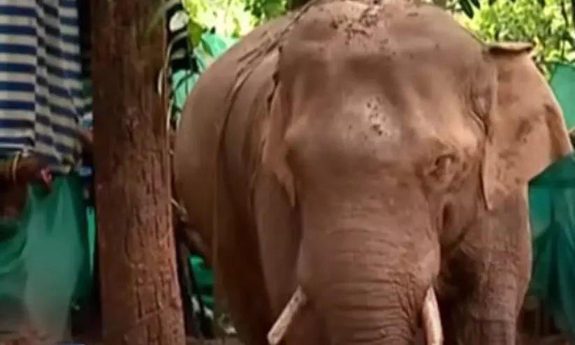 ഏഴര മാസത്തിനുശേഷം പി.ടി-7 കൂടിന് പുറത്ത് ഏഴര മാസത്തിനുശേഷം പി.ടി-7 കൂടിന് പുറത്ത്