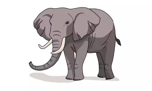 നെല്ലിയാമ്പതി റോഡിൽ കാട്ടാന; സന്ദർശകർ വലഞ്ഞു