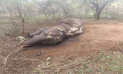 കാട്ടാനയുടെ ജഡം കണ്ടെത്തി