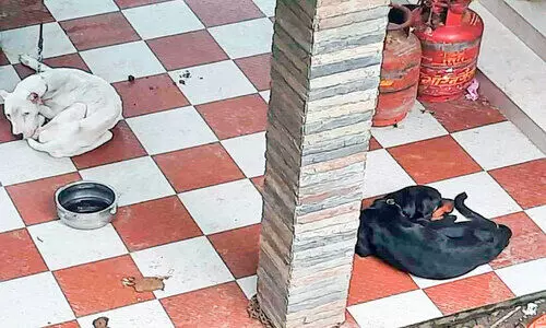 വളർത്തിയയാൾ മുങ്ങി; പട്ടിണിയിലായ നായ്ക്കളിലൊന്ന്​ ചത്തു