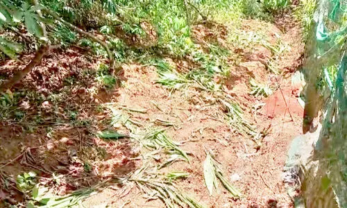 കാർഷിക വിളകൾ മോഷ്ടിക്കുന്ന സംഘങ്ങൾ സജീവം