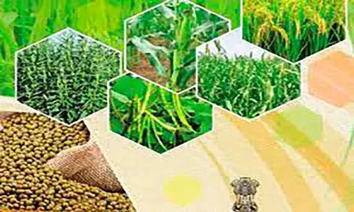 ഇടുക്കി ജില്ലയിൽ പരക്കെ മഴ; കാർഷിക മേഖലയിൽ ഉണർവ്