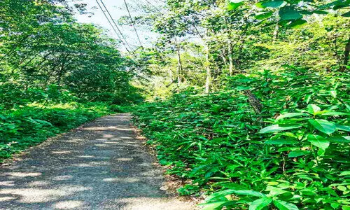 കാടും പടലും മൂടി ഇടമുറി മലയാറ്റുപടി-അമ്പലംപടി റോഡ് കാടും പടലും മൂടി ഇടമുറി മലയാറ്റുപടി-അമ്പലംപടി റോഡ്