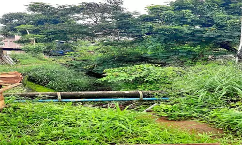 കനാലുകൾ കാടുകയറുന്നത്​ ഭീഷണി: ഇ​വി​ടം ഇ​ഴ​ജ​ന്തു​ക്ക​ളു​ടെ താ​വ​ള​മാ​യി മാ​റി