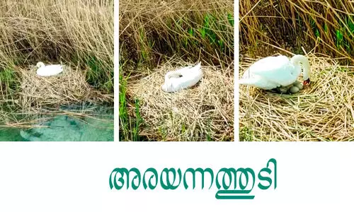 അരയന്നത്തുടി അരയന്നത്തുടി