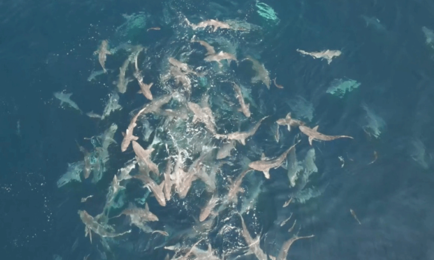 ഖ​ത്ത​റി​ന്റെ വ​ട​ക്ക​ൻ സ​മു​ദ്ര​മേ​ഖ​ല​യി​ൽ ക​ണ്ടെ​ത്തി​യ സ്രാ​വു​ക​ളു​ടെ കൂ​ട്ടം