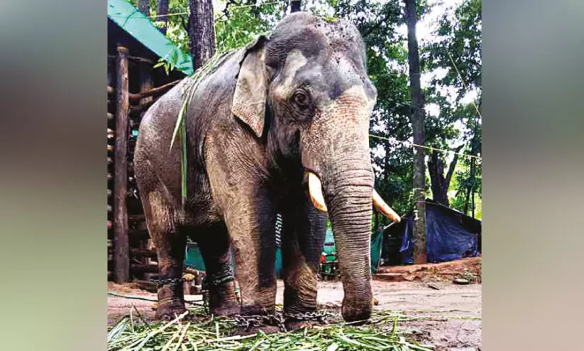 ഏഴര മാസത്തിനുശേഷം പി.ടി-7 കൂടിന് പുറത്ത് ഏഴര മാസത്തിനുശേഷം പി.ടി-7 കൂടിന് പുറത്ത്