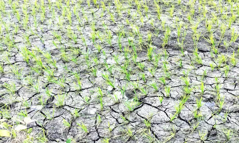 നെൽകൃഷി സംരക്ഷിക്കാൻ കർഷക നെട്ടോട്ടം