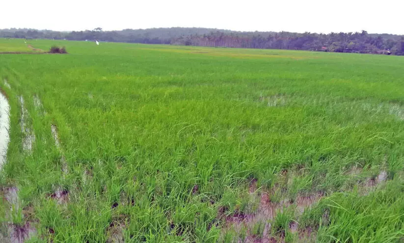 പ​ച്ച​പു​ത​ച്ച് ചേ​കാ​ടി