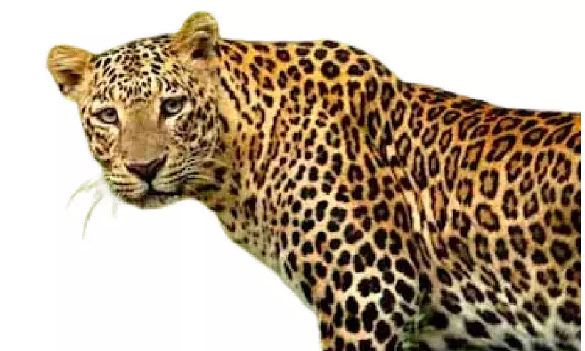 തുടർച്ചയായ പത്താംദിവസവും  പുലിപ്പേടിയിൽ അരുവാപ്പുലം, കലഞ്ഞൂർ പഞ്ചായത്തുകൾ