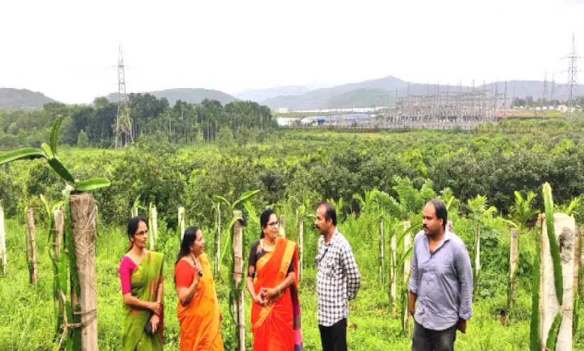 ഇറങ്ങാം ഡ്രാഗൺഫ്രൂട്ട് കൃഷിയിലേക്ക്; സഹായവുമായി കൃഷിവകുപ്പ് ഇറങ്ങാം ഡ്രാഗൺഫ്രൂട്ട് കൃഷിയിലേക്ക്; സഹായവുമായി കൃഷിവകുപ്പ്