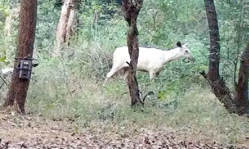 ബ​ന്ദി​പ്പൂ​രി​ൽ വെ​ള്ളക​ല​മാ​നി​നെ ക​​ണ്ടെ​ത്തി