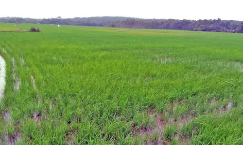 പ​ച്ച​പു​ത​ച്ച് ചേ​കാ​ടി