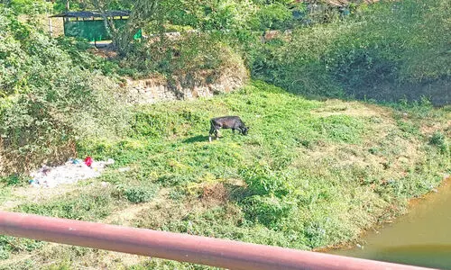 സംരക്ഷണത്തിന് പദ്ധതികളില്ല