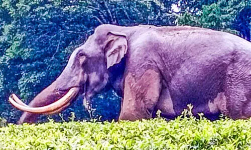 മൂന്നാർ ടൗണിന് സമീപം ചുറ്റിക്കറങ്ങി പടയപ്പ