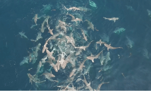 ഖ​ത്ത​റി​ന്റെ വ​ട​ക്ക​ൻ സ​മു​ദ്ര​മേ​ഖ​ല​യി​ൽ ക​ണ്ടെ​ത്തി​യ സ്രാ​വു​ക​ളു​ടെ കൂ​ട്ടം