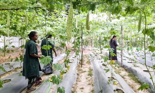 വയലാർ വീണ്ടും കാര്‍ഷിക പ്രതാപത്തിലേക്ക്