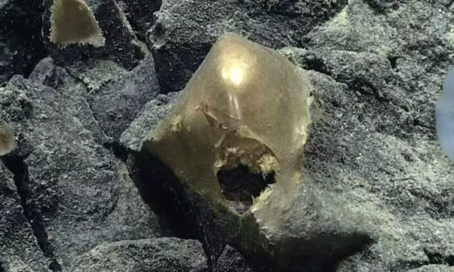 കടലിനടിയിൽ സ്വർണ്ണ മുട്ട; അമ്പരന്ന് ഗവേഷകർ