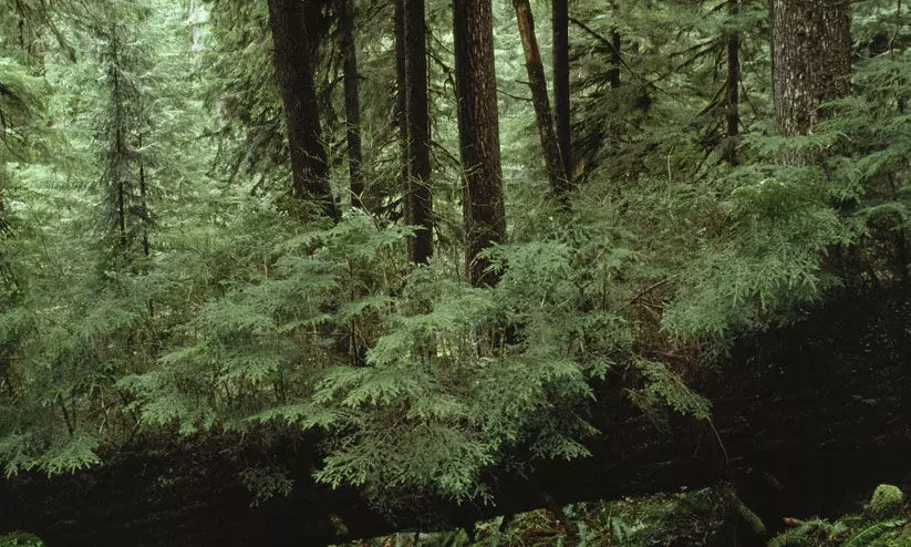 കൈയേറ്റക്കാരും പാട്ടക്കാരും കൈയടക്കിയത് 13,880 ഏക്കർ വനഭൂമി കൈയേറ്റക്കാരും പാട്ടക്കാരും കൈയടക്കിയത് 13,880 ഏക്കർ വനഭൂമി